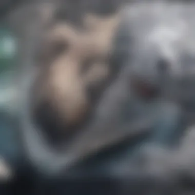 Close-Up of Grey Wolf Features A close-up of a grey wolf's unique physical features that aid in survival.
