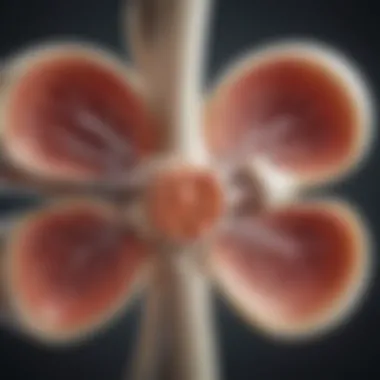 Understanding Prolia's Mechanism on Bone Health Illustration of Prolia's mechanism of action on bone density