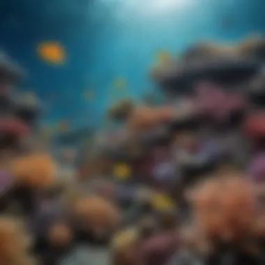 Diversity of Marine Life in the Great Barrier Reef A vibrant underwater scene showcasing diverse marine life in the Great Barrier Reef.