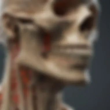 Illustration of Bone Structure Alterations Due to Radiation Radiation exposure effects on bone structure