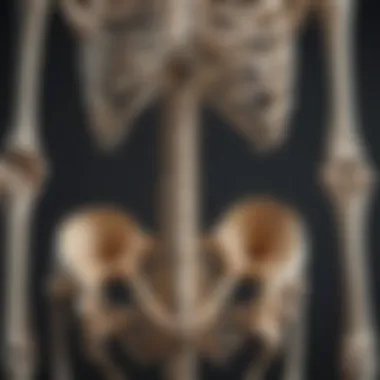 Structural Components of the Skeletal System Illustration depicting the skeletal system's structural components.
