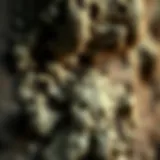 Mold Growth and Its Implications Close-up of mold growth on a surface