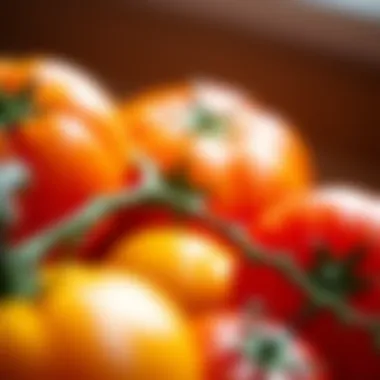 Vibrant Tomatoes Vibrant tomatoes showcasing their natural colors