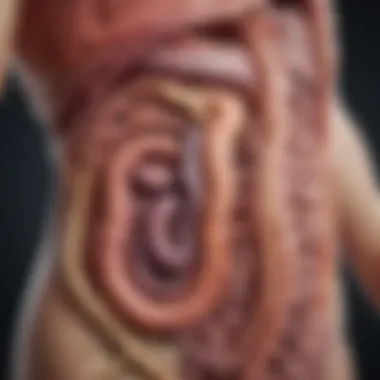 Anatomy of the small intestine and pancreas connection