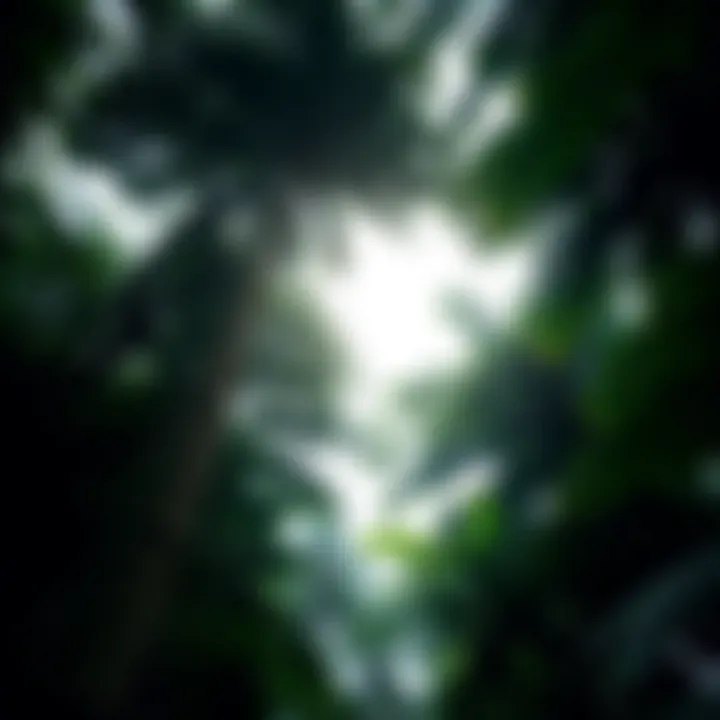 A dense canopy of tropical rain forest showcasing various tree species