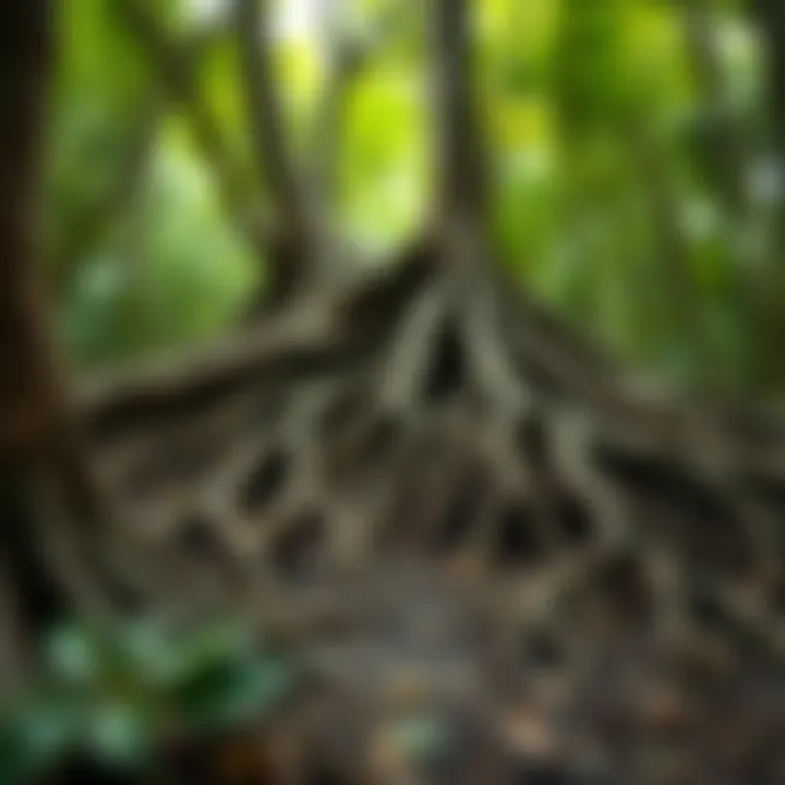 Illustration of tree roots intermingling in the rain forest soil