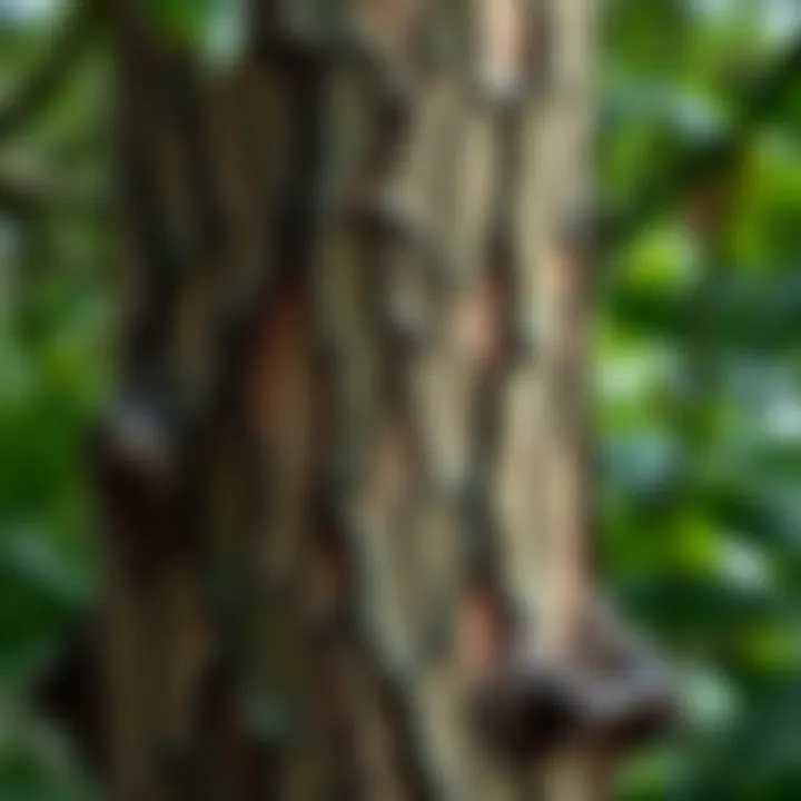 Close-up view of a unique tree trunk with distinctive bark patterns