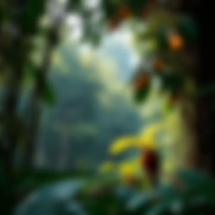 A vibrant scene of trees and rich biodiversity in a rain forest