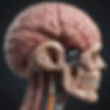 Brain Anatomy in Neurosurgery An intricate diagram showing the brain anatomy relevant to surgical procedures.