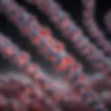 Gene structure illustration showcasing BRCA mutations