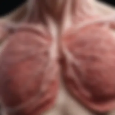 Inflammation of Bronchi and Lung Tissue in Bronconeumonia Illustration showing the inflammation in bronchi and lung tissue