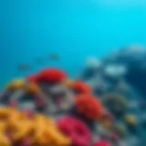 Vibrant coral reefs showcasing diverse marine life