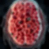 Illustration of Diffuse Intrinsic Glioma pathology