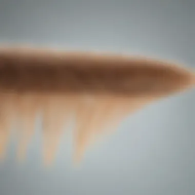 Phases of Hair Growth Cycle Illustration showcasing the hair growth cycle phases