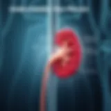 Diagram illustrating kidney stent placement and function