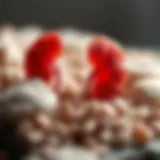 Visual representation of different kidney stone types