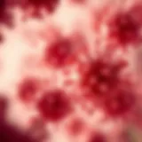 Transition of Cancer Cells Microscopic view of cancer cells transitioning to metastasis