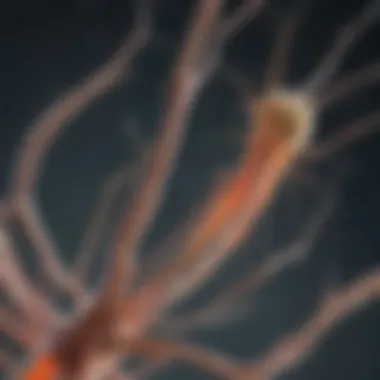 Myelin Sheath and Nerve Cell Interactions Illustration of myelin sheath and nerve cell interactions