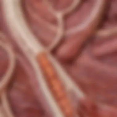 Cellular Level Atrophy in Skeletal Muscle A skeletal muscle fiber illustration depicting atrophy at a cellular level.