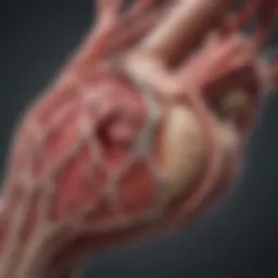 Illustration depicting the anatomy of coronary arteries