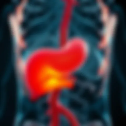 Anatomy of the Pancreas Illustration depicting the anatomy of the pancreas