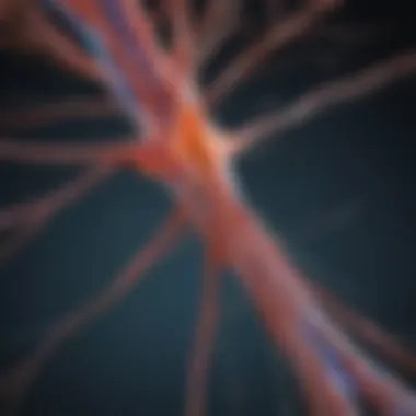Peripheral Nerve Network in Polyneuritis Illustration depicting the network of peripheral nerves affected by polyneuritis