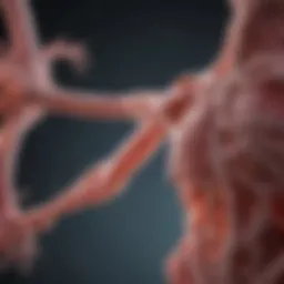 Representation of rheumatoid factor in autoimmune response