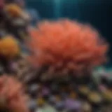 A vibrant underwater scene showcasing diverse coral species within an SD reef ecosystem.