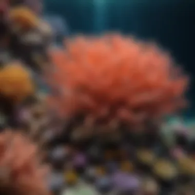 Diverse Coral Species in SD Reef Ecosystem A vibrant underwater scene showcasing diverse coral species within an SD reef ecosystem.