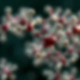 Chemical structure of Sibutramine showcasing its components