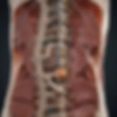 Detailed illustration of lumbar spine anatomy