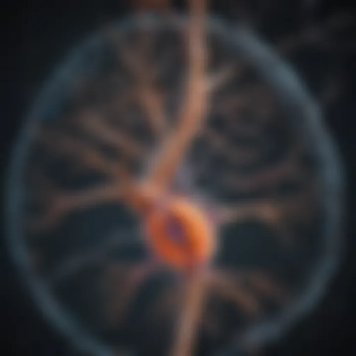 Illustration of serotonin pathways in the brain