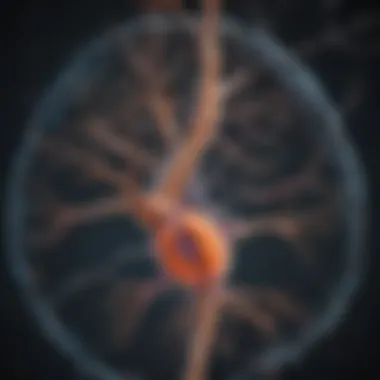Serotonin Pathways and SSRIs Illustration of serotonin pathways in the brain