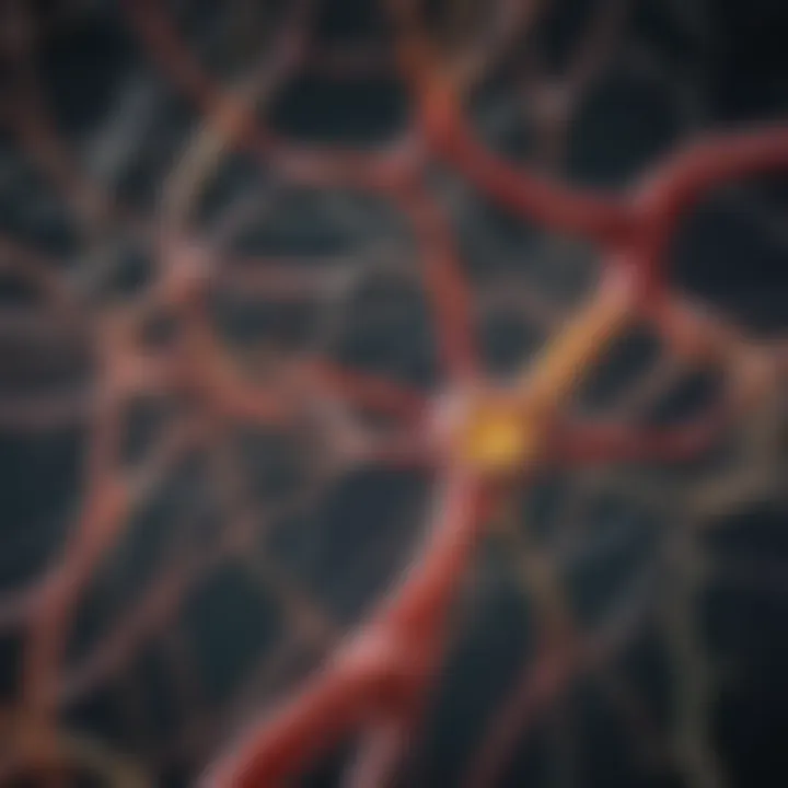 Representation of synaptic connections in the nervous system