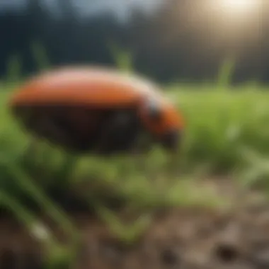 Innovative Pest Management Techniques Innovative pest management techniques