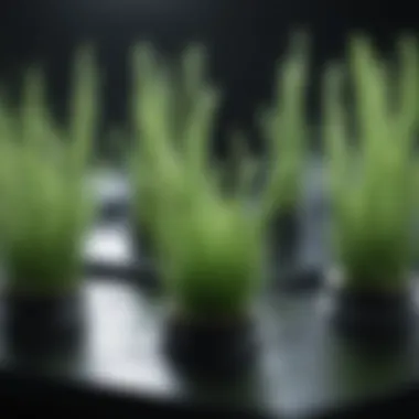SYBR Green in PCR amplification