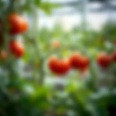 Cultivation Stages of Tomatoes Tomato plants in various growth stages, illustrating the cultivation process and environmental factors.