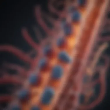 Graph showing bacterial strains and their effects on the colon