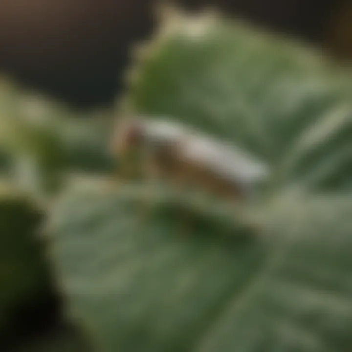 Close-up of whitefly on a leaf