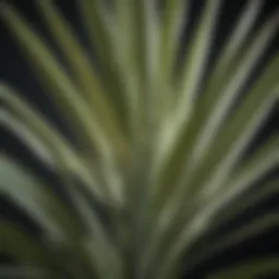 Detailed view of yucca plant leaves showcasing their unique texture and shape